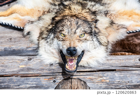 Wolf skin with a grinning muzzle. Dressed skin with head. Stuffed wolf head. Muzzle of an animal with open mouth 120620863