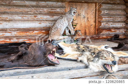 Bear and wolf skins with heads and bared mouths against the background of a stuffed wild lynx 120620865