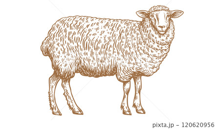 Sheep, lamb, mutton. Vintage retro print, black white sheep drawing, sketch ink pencil draw, engrave old school style. Sketch artwork silhouette head sheep. Head sheep, lamb. Vector Illustration Sheep, lamb, mutton. Vintage retro print, black white sheep drawing, sketch ink pencil draw, engrave old school style. Sketch artwork silhouette head sheep. Head sheep, lamb. Vector Illustration 120620956