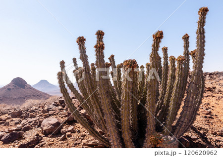 The Namibian Desert 120620962