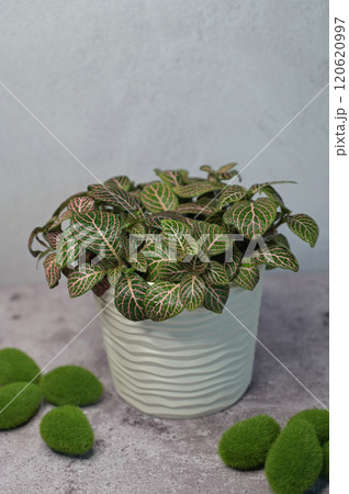 Fittonia pink-green plant in a white pot, water drops on leaves, stones with moss on concrete surface, light gray background 120620997