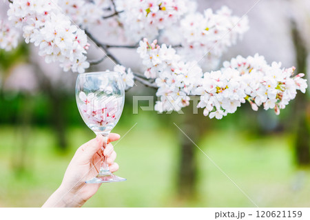 女の子の手のワイングラスに桜の花びら 女の子の手のワイングラスに桜の花びら 120621159