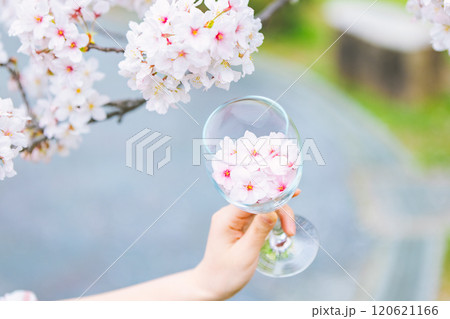 女の子の手のワイングラスに桜の花びら 女の子の手のワイングラスに桜の花びら 120621166