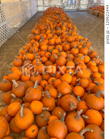 Large piles scattering of small pumpkins and gourds Large piles scattering of small pumpkins and gourds 120621444