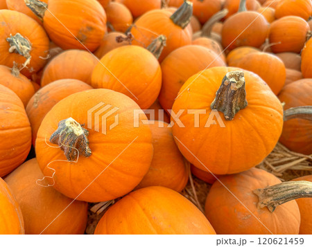 Large piles scattering of small pumpkins and gourds 120621459