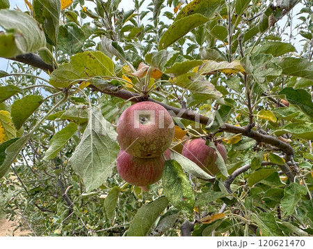 Apple orchard, rows of apple trees full of fruit ready for picking 120621470