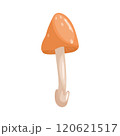Amanita mushroom Vector illustration on a white background 120621517