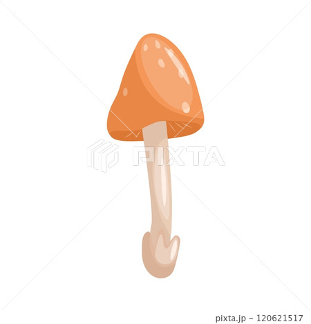 Amanita mushroom Vector illustration on a white background Amanita mushroom Vector illustration on a white background 120621517