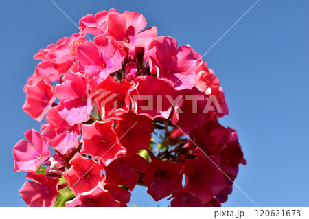 Phlox paniculata plant, a flower with many inflorescences. Phlox paniculata plant, a flower with many inflorescences. 120621673