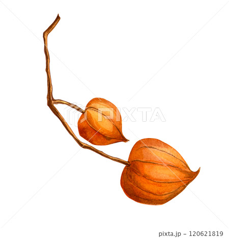 Physalis. Autumn botanical watercolor detailed elegant illustration. Isolated realistic twig with physalis fruit on white background. Hand painted seasonal clipart for autumn holidays, prints, cards 120621819