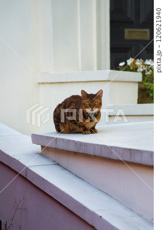ロンドンの家の扉の前に座る猫 120621940