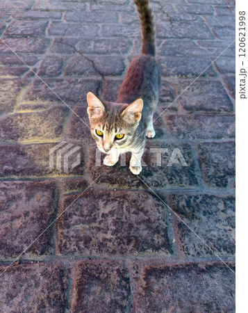 Grey Striped Cat Explores Cobblestone Path During Sunny Afternoon in Urban Setting 120621998