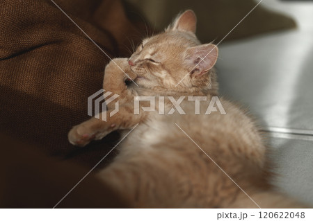 4 months old charming and charismatic ginger kitten grooming on the sofa. Domestic animal concept.. 4 months old charming and charismatic ginger kitten grooming on the sofa. Domestic animal concept.. 120622048