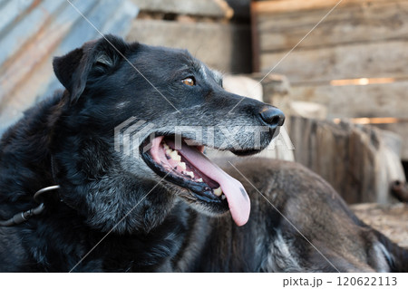 portrait of a dog on a chain, a vigilant street guard, watching over its territory with a watchful eye and a calm demeanor 120622113