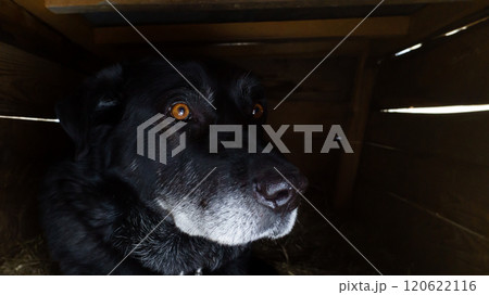 scared dog cowering in its kennel, nervous at the sight of humans, reflecting a need for reassurance and a sense of security 120622116