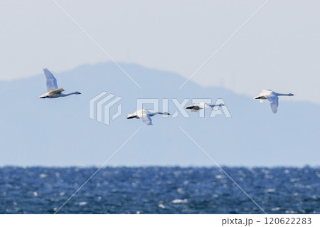 湖を飛翔する白鳥 120622283