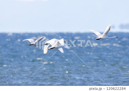 湖を飛翔する白鳥 湖を飛翔する白鳥 120622284