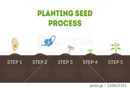 Planting Seed Process Banner, Stages of Growth of Plant from Seed, Cycle of Growth of Garden Plant Vector Illustration 120623101