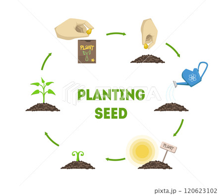 Planting Seed Banner, Stages of Growth of Plant from Seed Timeline Infographic Vector Illustration 120623102
