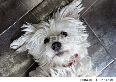 Top view of a cute white Bichon Maltes puppy lying on the ground Top view of a cute white Bichon Maltes puppy lying on the ground 120623236
