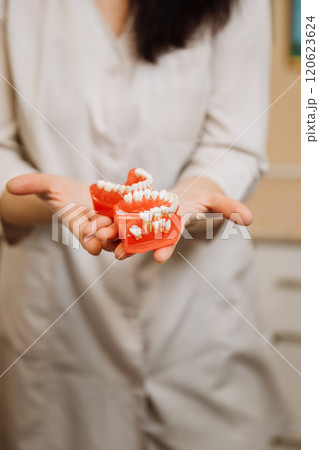 Dentist showcasing a dental model for oral hygiene education in a professional dental clinic 120623624