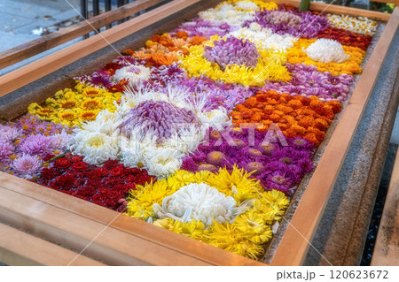 笠間稲荷神社の菊祭り 120623672