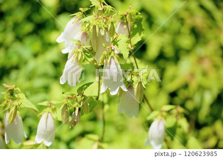 ホタルブクロの花 ホタルブクロの花 120623985