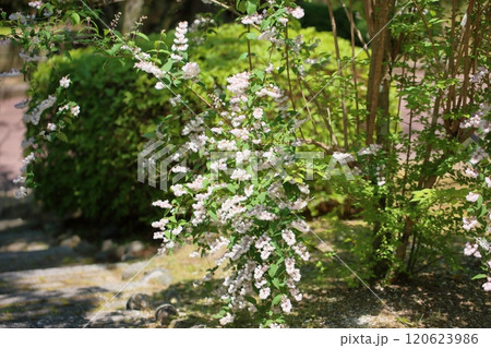 サラサウツギの花 サラサウツギの花 120623986