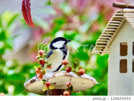 　紅葉に囲まれた餌台にやって来たシジュウカラ。 120624034