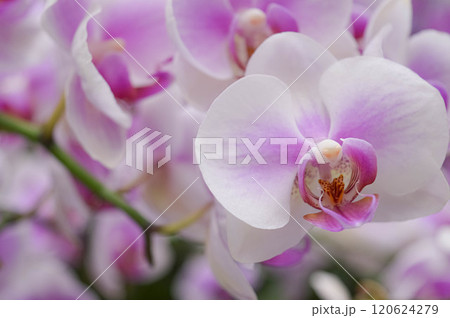 Pink Phalaenopsis Aphrodite Night Orchid close up photo Flowering plants Home Flower. High quality photo 120624279