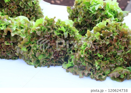 新鮮なサニーレタス 朝獲れのサニーレタス 新鮮なサニーレタス 朝獲れのサニーレタス 120624738