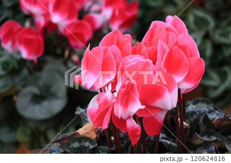 シクラメン　クリスマスフラワー　ガーデンシクラメン 120624816