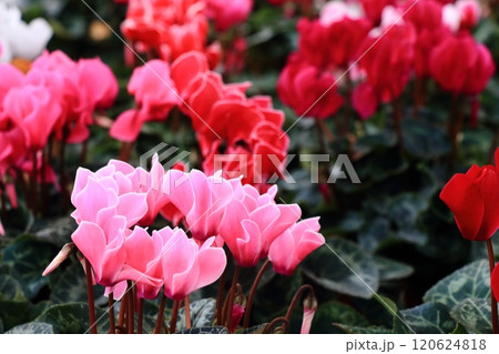 シクラメン　クリスマスフラワー　ガーデンシクラメン 120624818