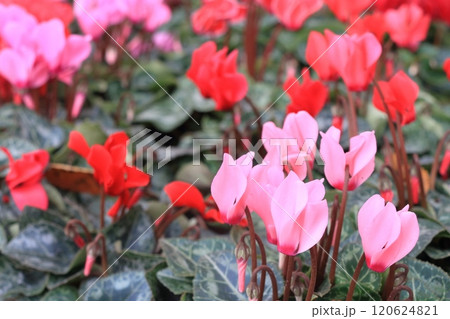 シクラメン　クリスマスフラワー　ガーデンシクラメン 120624821