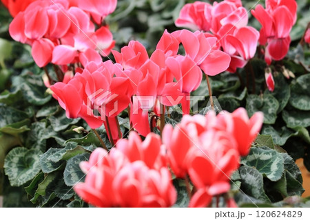 シクラメン　クリスマスフラワー　ガーデンシクラメン 120624829