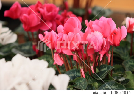 シクラメン　クリスマスフラワー　ガーデンシクラメン 120624834