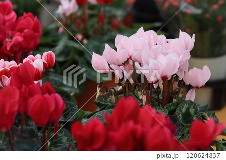 シクラメン　クリスマスフラワー　ガーデンシクラメン 120624837