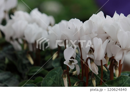 シクラメン　クリスマスフラワー　ガーデンシクラメン 120624840