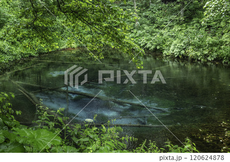 神秘の神の子池 120624878