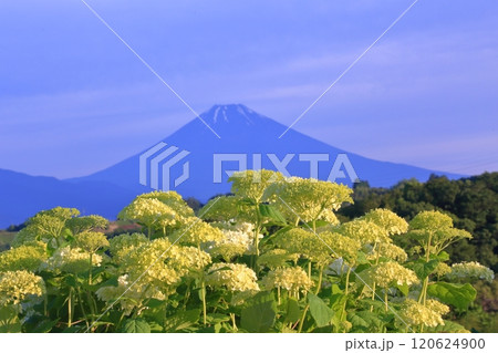紫陽花王冠と富士の姿 紫陽花王冠と富士の姿 120624900