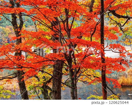 南会津・観音沼の紅葉 120625044