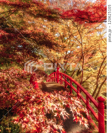 福島県矢祭町　紅葉の矢祭山公園 120625105