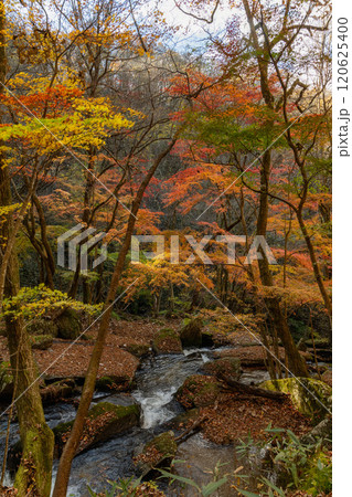 福島県矢祭町 紅葉の滝川渓谷 福島県矢祭町 紅葉の滝川渓谷 120625400