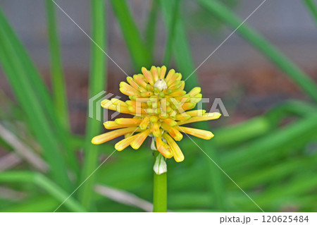 黄色いトリトマの花（秋、十一月） 120625484