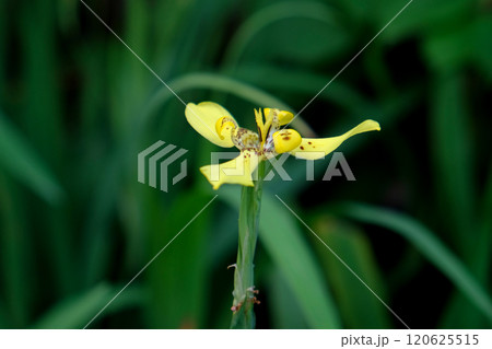 Beautiful iris pseudacorus or yellow iris is a flowering plants 120625515
