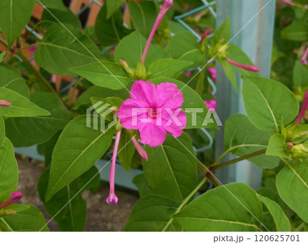 オシロイバナ 120625701