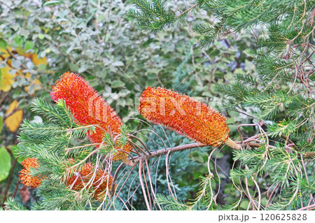 オレンジ色のバンクシアエリキフォリアの花（秋、十一月） 120625828