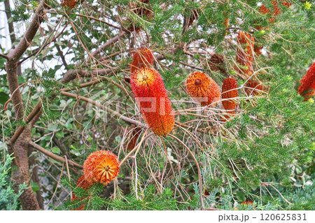 オレンジ色のバンクシアエリキフォリアの花（秋、十一月） 120625831