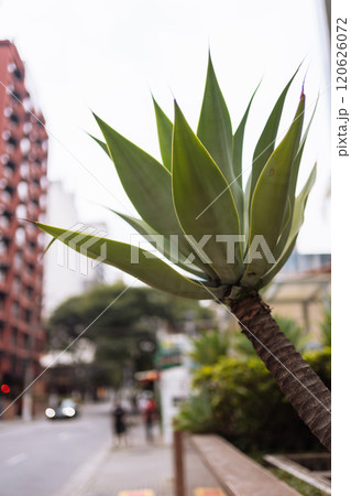 Green plant stands tall among urban buildings in a bustling street Green plant stands tall among urban buildings in a bustling street 120626072