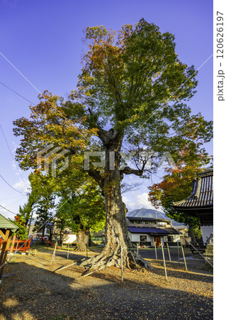 上田　科野大宮社　神木　長野県上田市 120626197